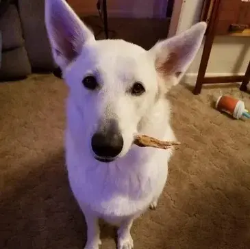 Chairpup of the Board